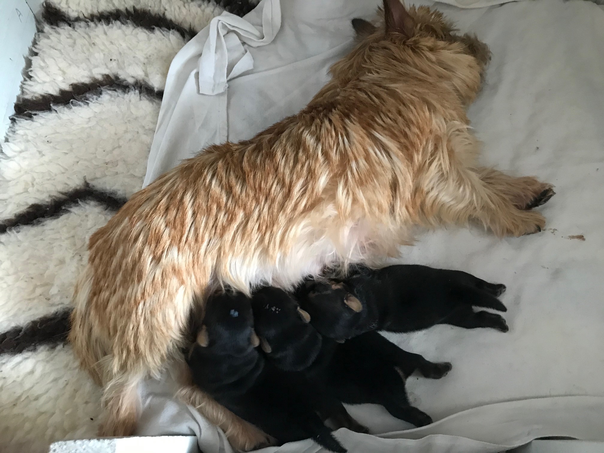 2022 Noor en 3 pups 