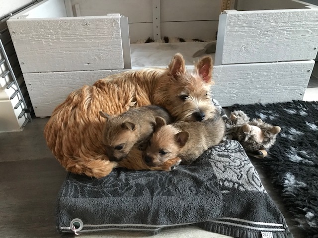 2019 Noor met 2 pups